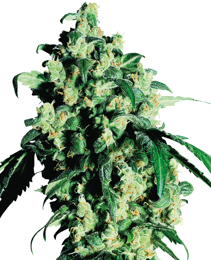 Sensi Seeds Cannabissamen Super Skunk® Feminisiert, 3-25 Stück