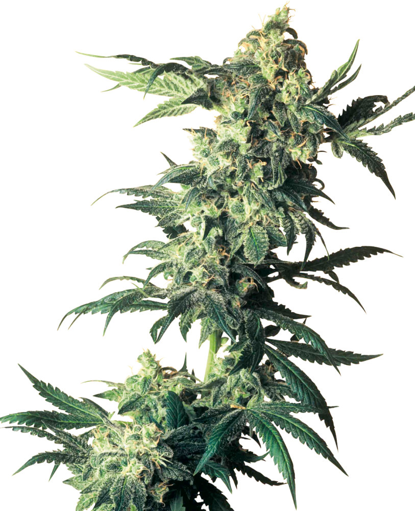Sensi Seeds Semillas de Cannabis Northern Lights® Feminizadas, 3-10 unidades