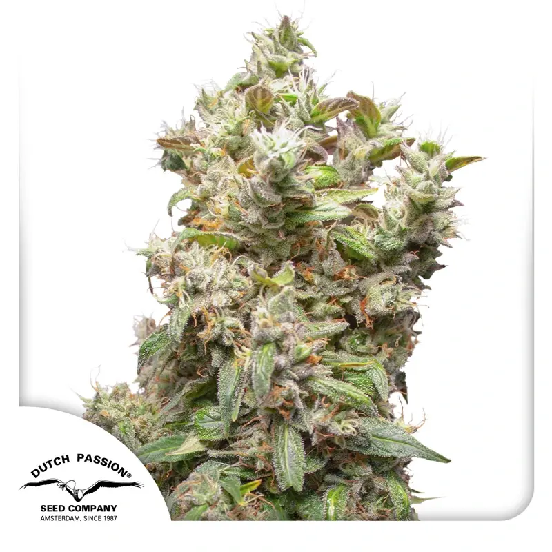 Dutch Passion Cannabis Seeds THC-Victory Feminized