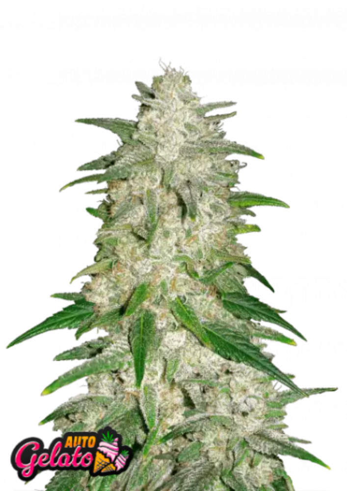 Fast Buds Graines de Cannabis Gelato Auto