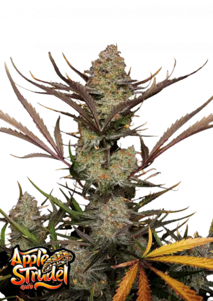 Fast Buds Cannabis Seeds Apple Strudel Auto