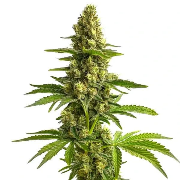 Blimburn Seeds Cannabis Seeds Bruce Banner Feminized