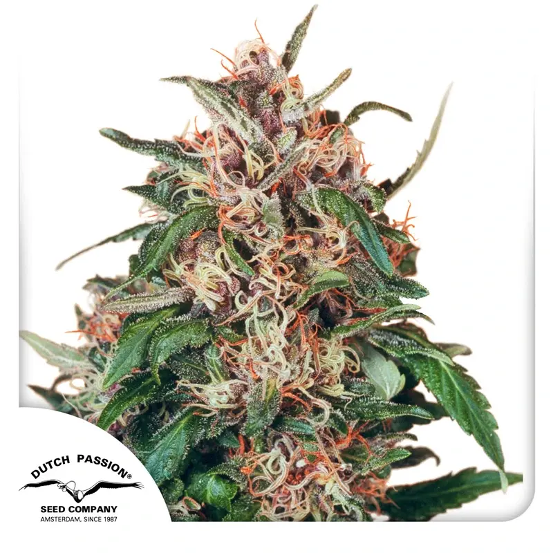 Dutch Passion Graines de Cannabis Hollands Hope® Féminisées