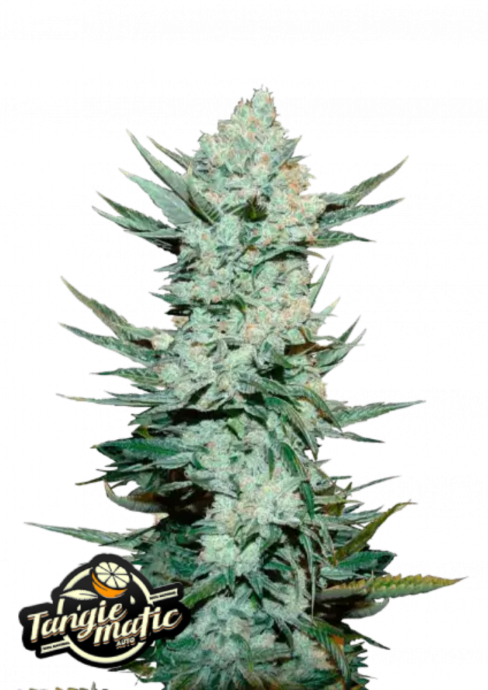 Fast Buds Cannabis Seeds Tangie Auto
