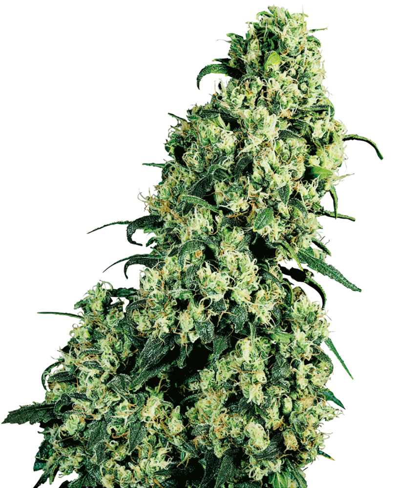 Sensi Seeds Cannabissamen Skunk #1® Feminisiert, 3-10 Stück