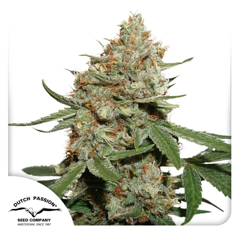 Dutch Passion Cannabissamen Skunk #11® Feminisiert