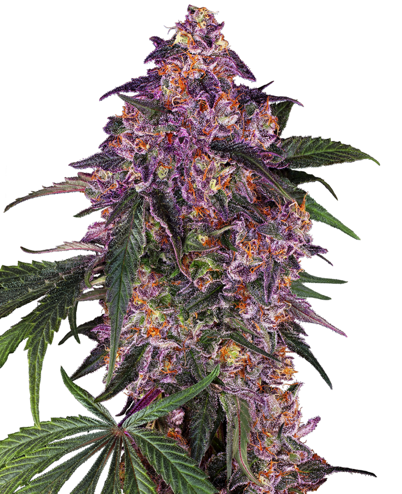 Sensi Seeds Cannabis Seeds Sensi Purple Kush® Feminized, 3-10 pieces