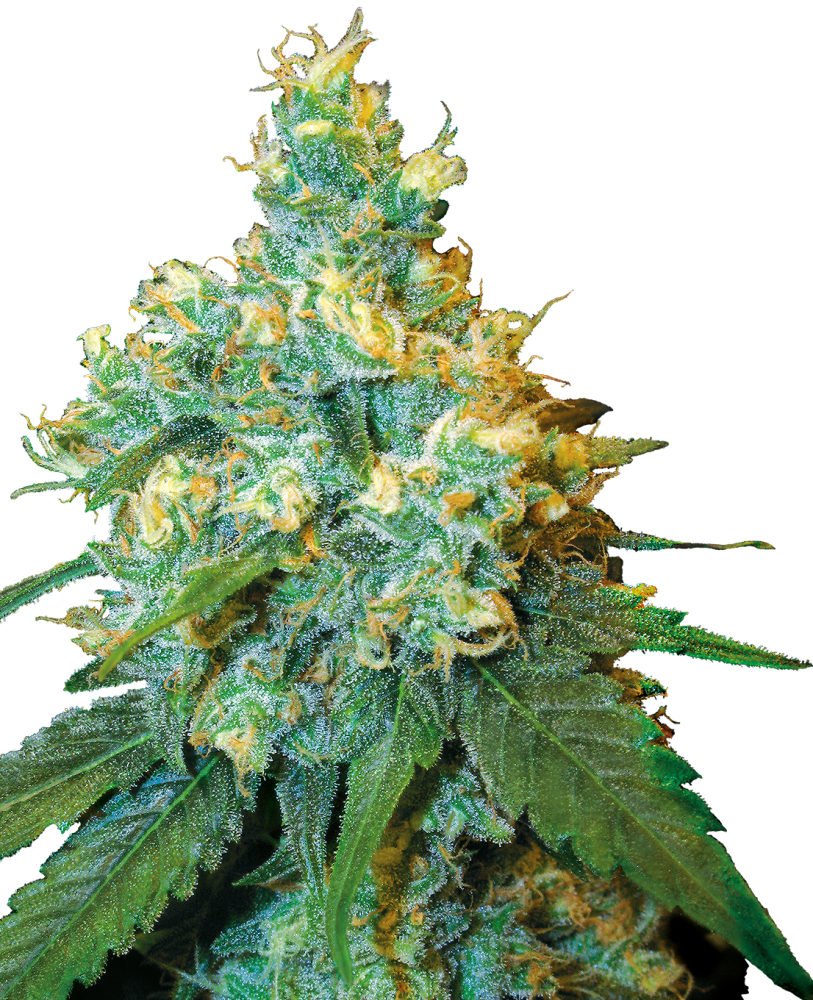 Sensi Seeds Semillas de Cannabis Jack Herer® Regular, 10 unidades