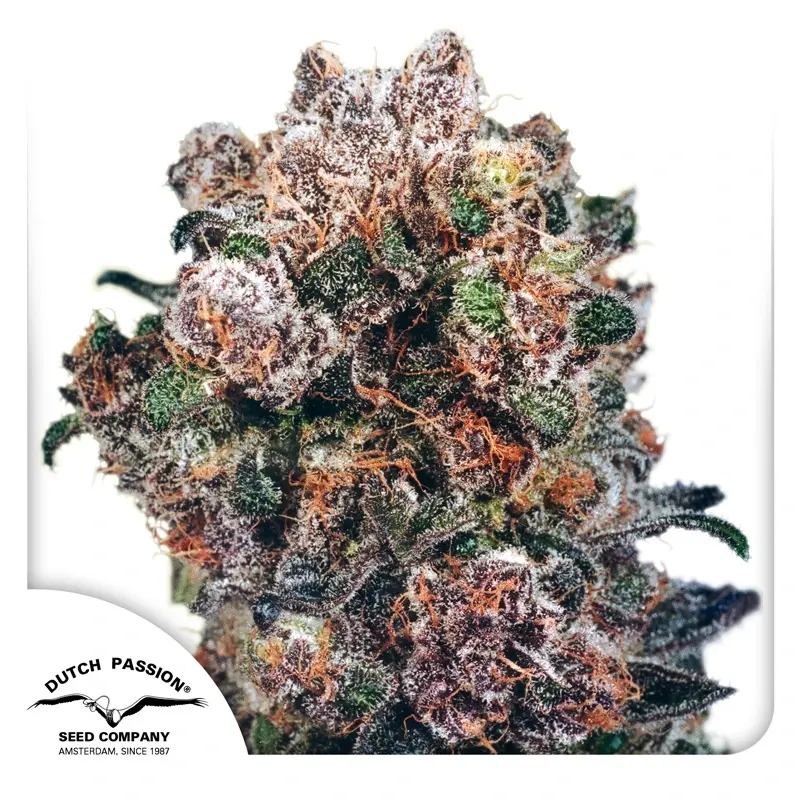 Dutch Passion Cannabiszaden Blueberry® Gefeminiseerd