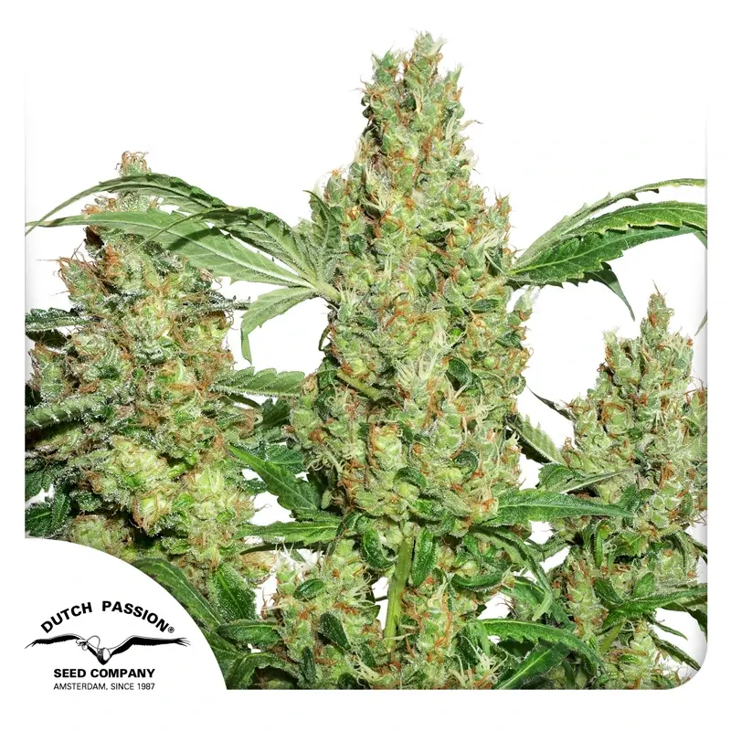 Dutch Passion Cannabis Seeds Power Plant® Feminized