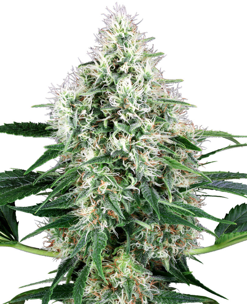 Sensi Seeds Cannabis Seeds Pure Power Plant Automatic Feminized by White Label, 3-10 pieces
