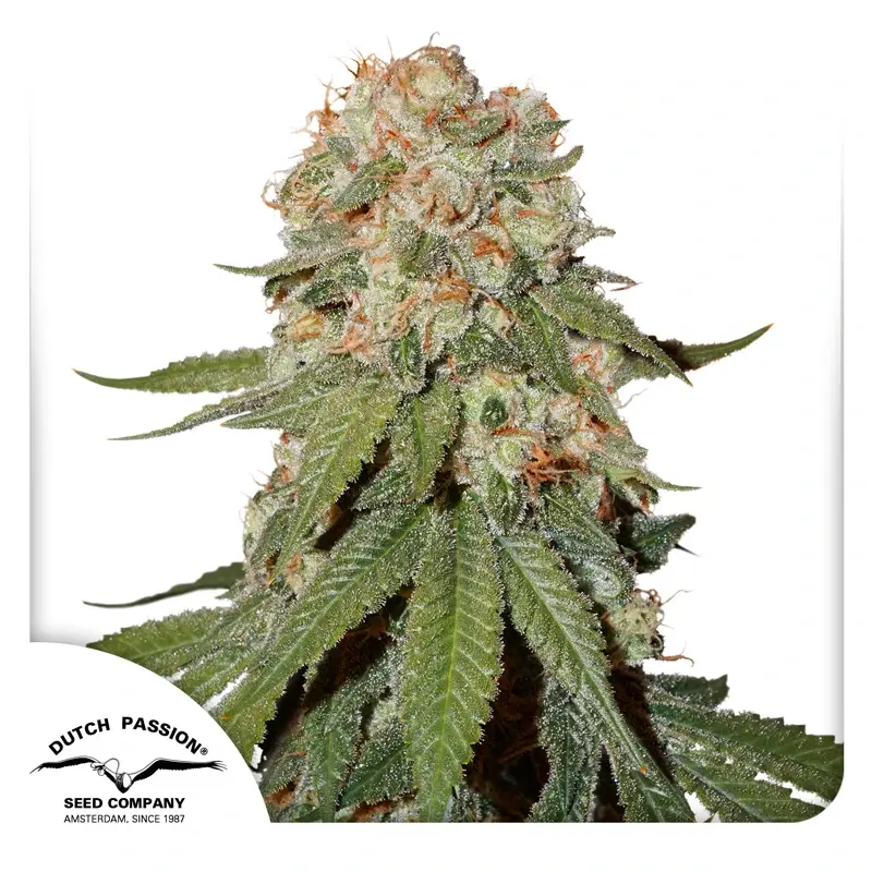 Dutch Passion Semillas de Cannabis Orange Bud® Feminizadas
