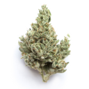 Gush Mintz OG