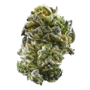 Anesia Scout Cookies