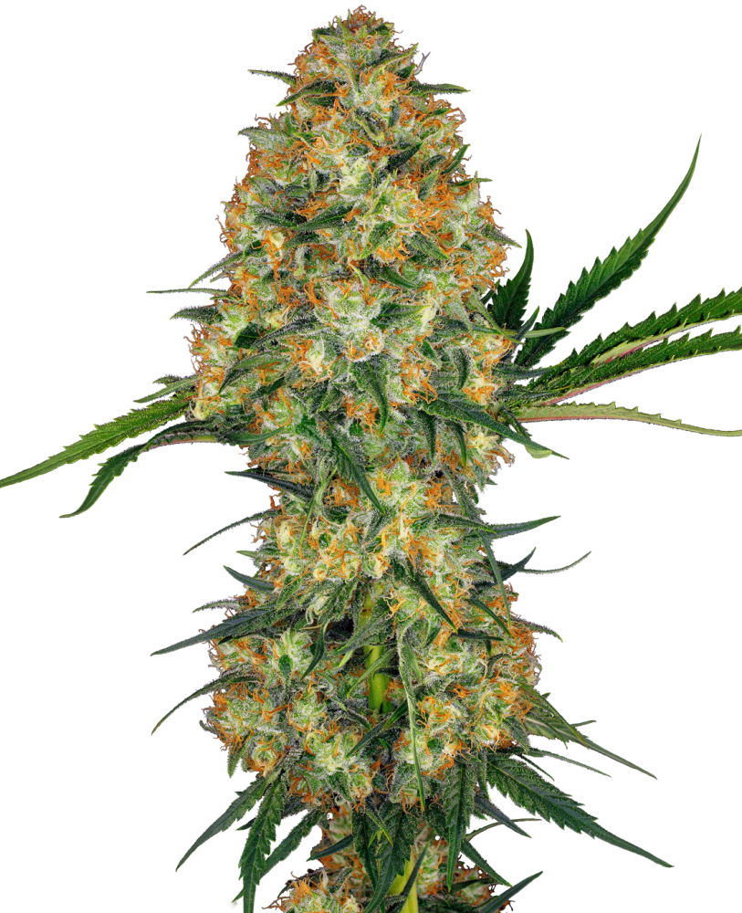 Sensi Seeds Cannabis Seeds Hindu Kush® Feminized, 3-10 seeds