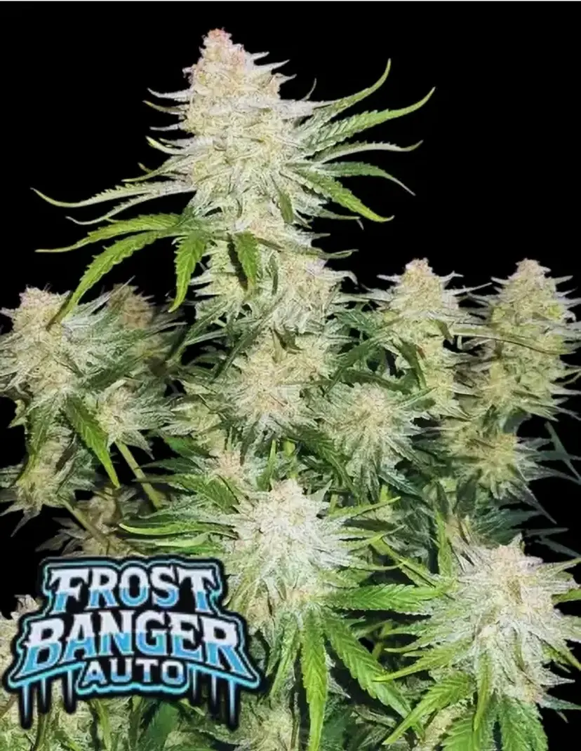 Fast Buds Semi di Cannabis Frostbanger Auto