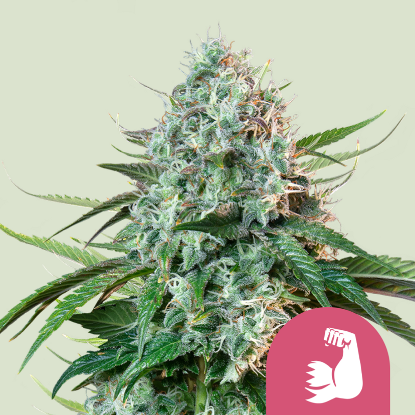 Royal Queen Seeds Semillas de Cannabis HulkBerry Feminizadas