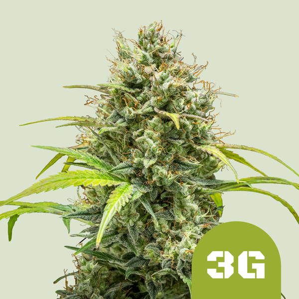 Royal Queen Seeds Semillas de Cannabis Triple G Auto