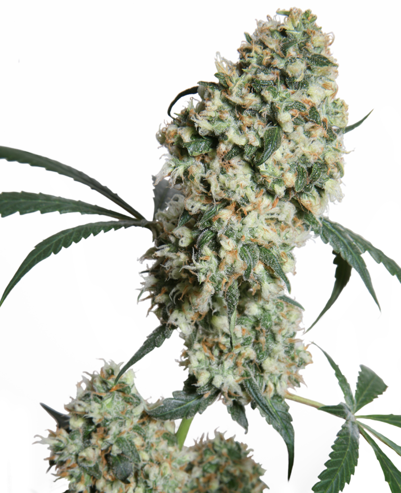 Sensi Seeds Semillas de cannabis Ed Rosenthal Super Bud® Regular, 10 unidades