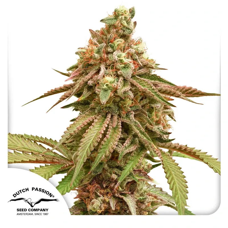 Dutch Passion Semi di Cannabis Tropical Tangie Femminizzati