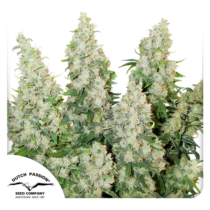 Dutch Passion Cannabissamen Auto Think Different Autoflowering