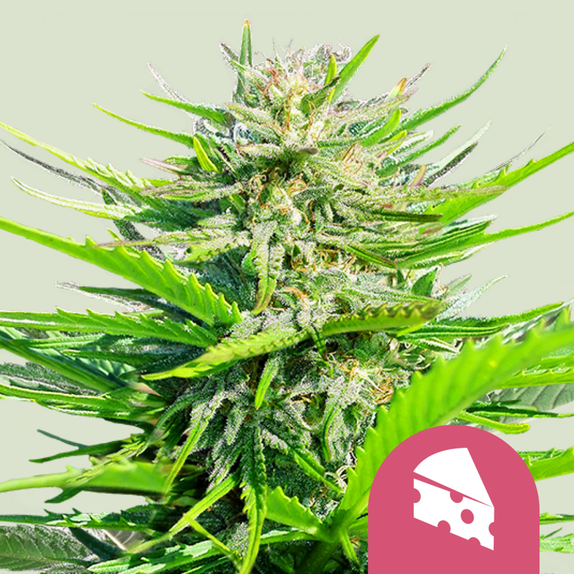 Royal Queen Seeds Sementes de Cannabis Royal Cheese - Fast Feminizadas