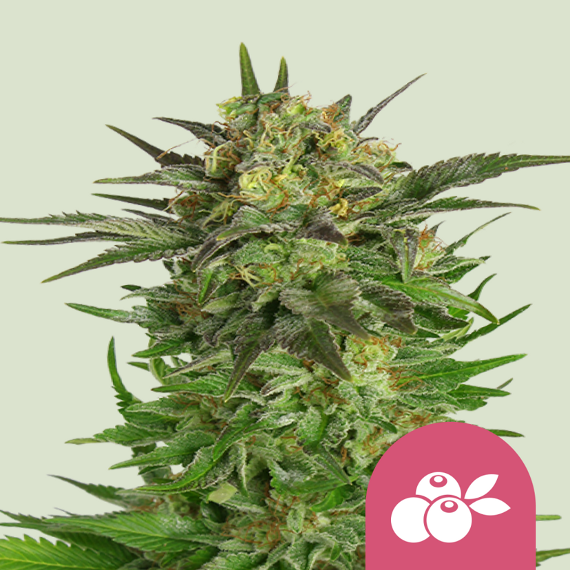 Royal Queen Seeds Cannabis Seeds Haze Berry Feminized