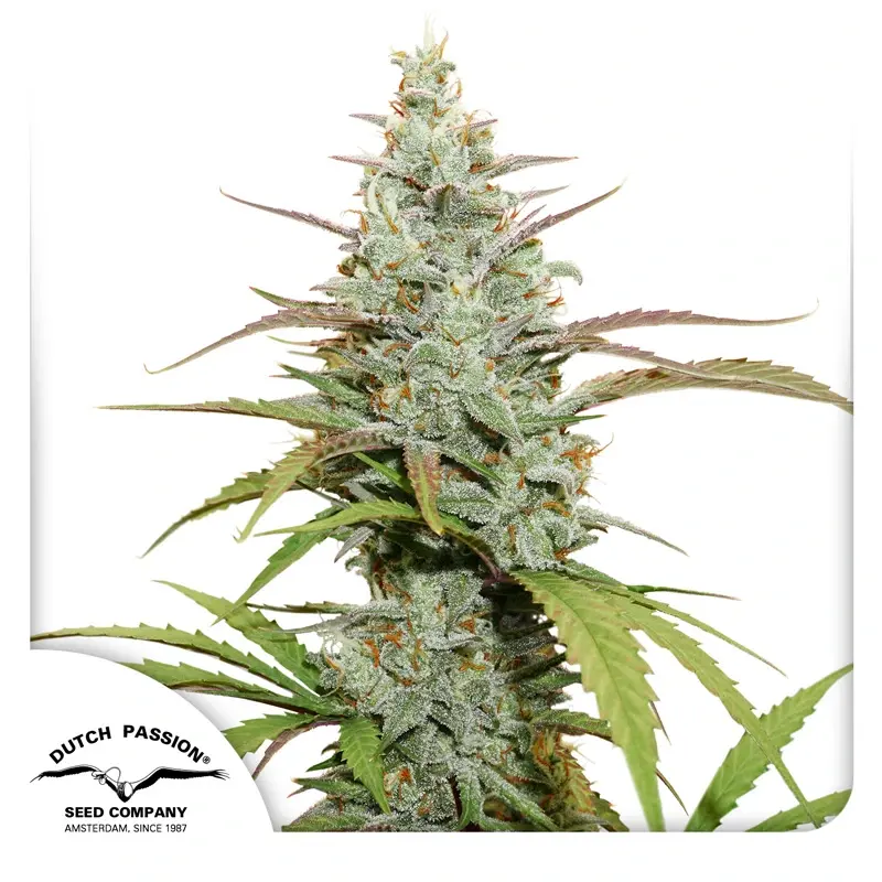 Dutch Passion Semillas de Cannabis Mokum's Tulip® Feminizadas