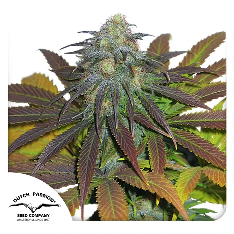 Dutch Passion Cannabissamen Californian Orange® Feminisiert