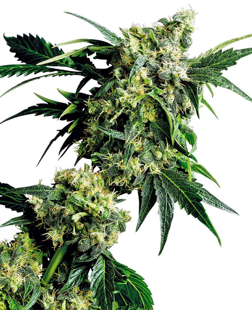 Sensi Seeds Semillas de Cannabis Mr Nice G13 X Hash Plant® Regular, 10 semillas