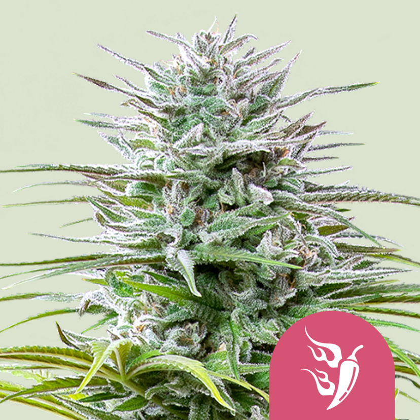 Royal Queen Seeds Cannabis Seeds Speedy Chile - Fast Gefeminiseerd