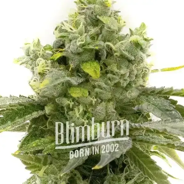 Blimburn Seeds Cannabis Seeds Bruce Banner Fast Flowering
