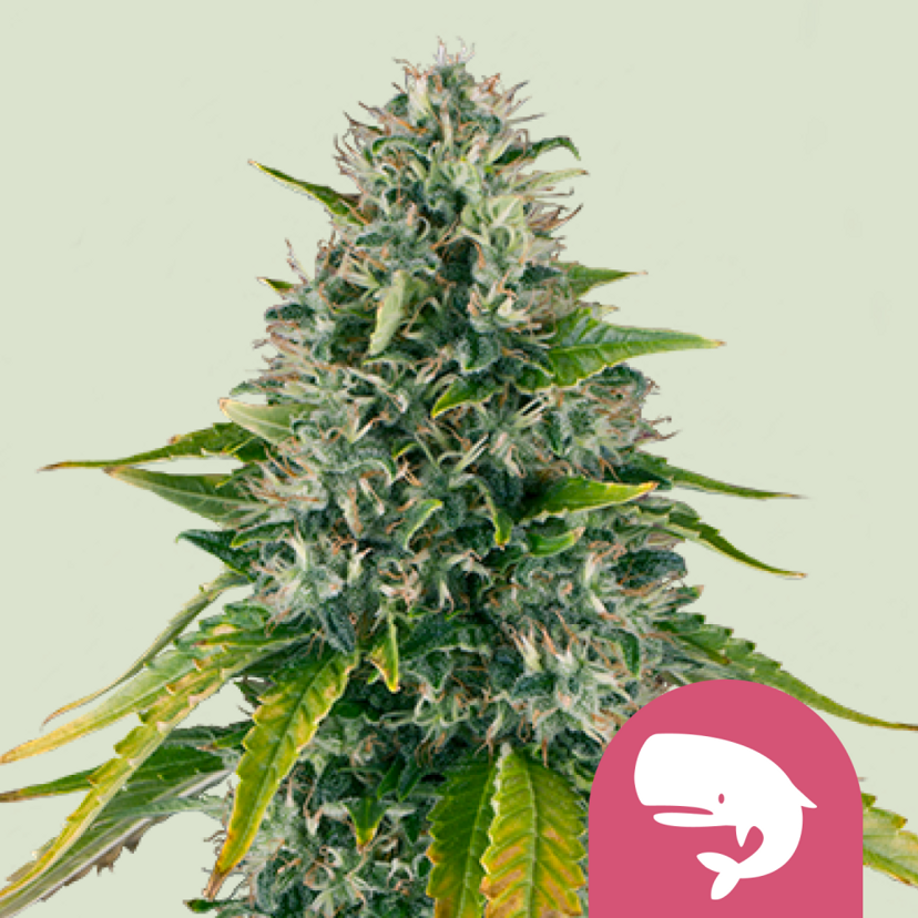 Royal Queen Seeds Cannabis Seeds Royal Moby Feminized