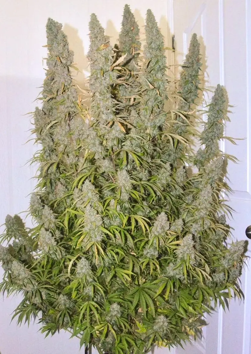 Dutch Passion Cannabiszaden Auto Night Queen® Autoflowering
