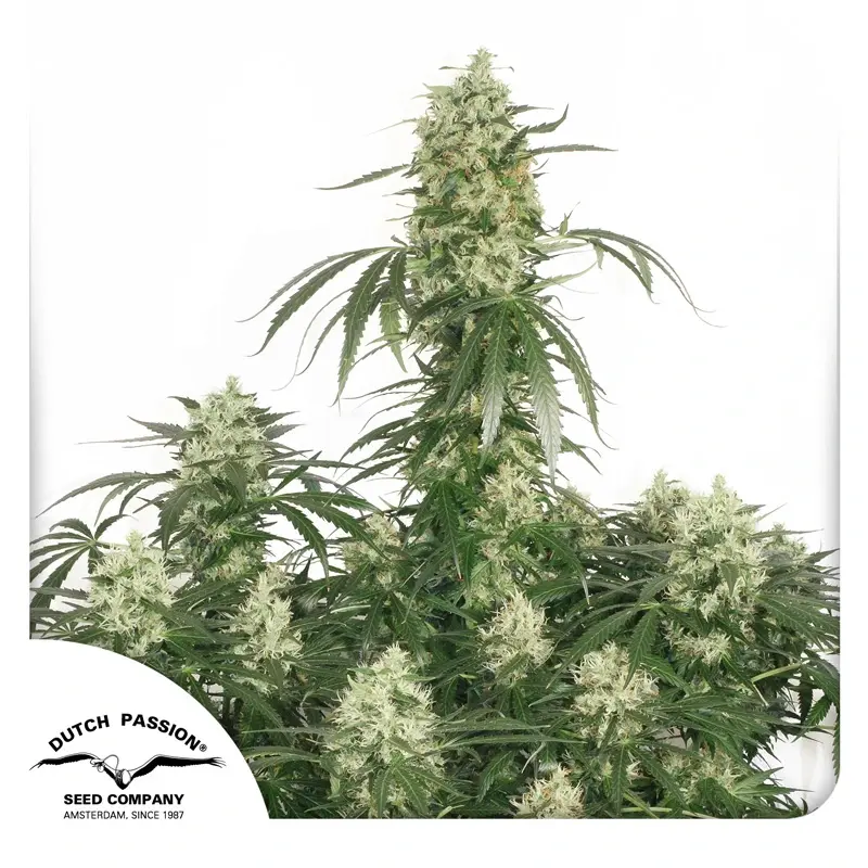 Dutch Passion Sementes de Cannabis The Ultimate® Feminizadas