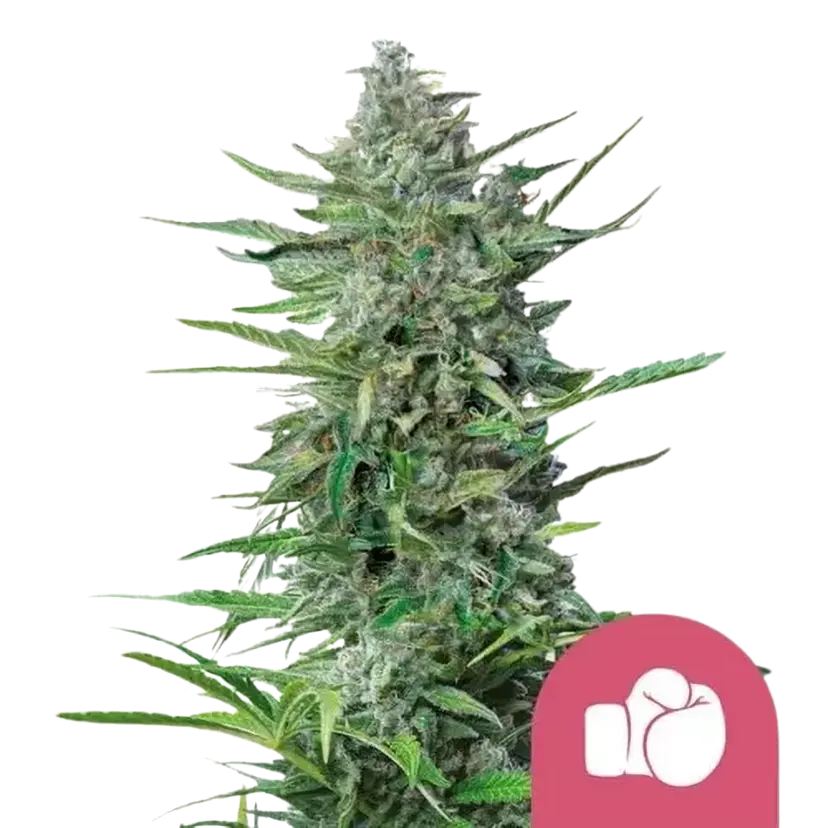 Royal Queen Seeds Graines de Cannabis Purple Punch Féminisées