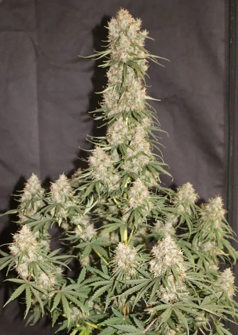 Dutch Passion Cannabiszaden Auto Blueberry® Autoflowering