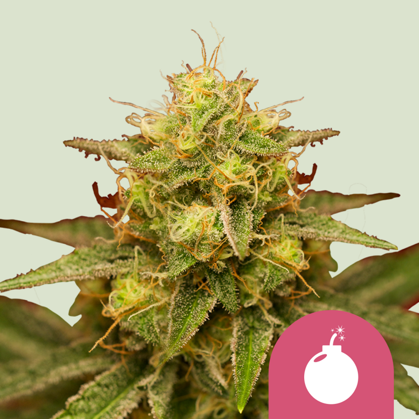 Royal Queen Seeds Nasiona Cannabisu Royal Domina Sfeminizowane