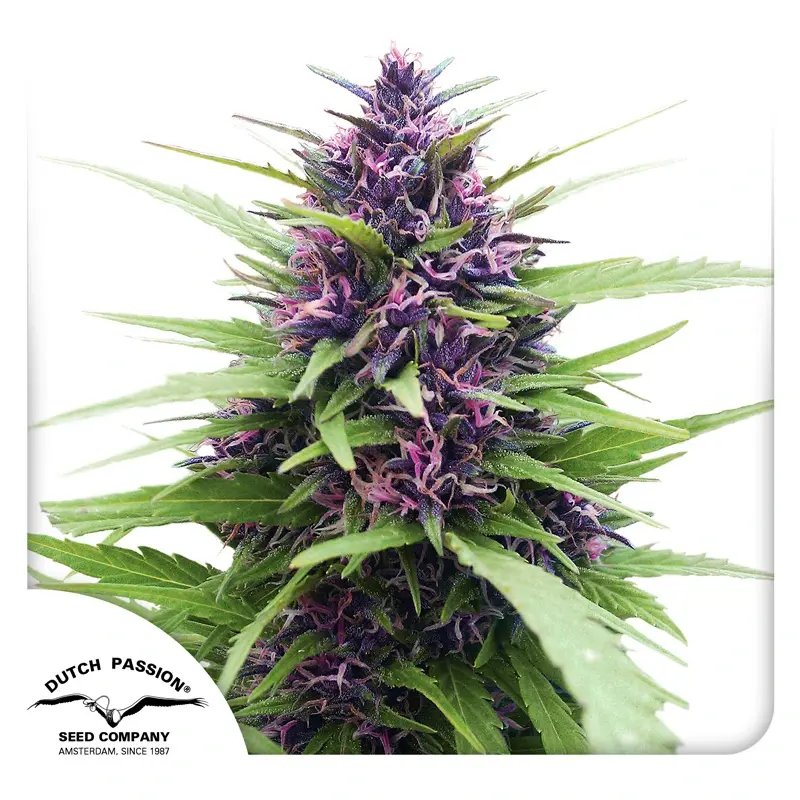 Dutch Passion semillas de cannabis Shaman® feminizadas