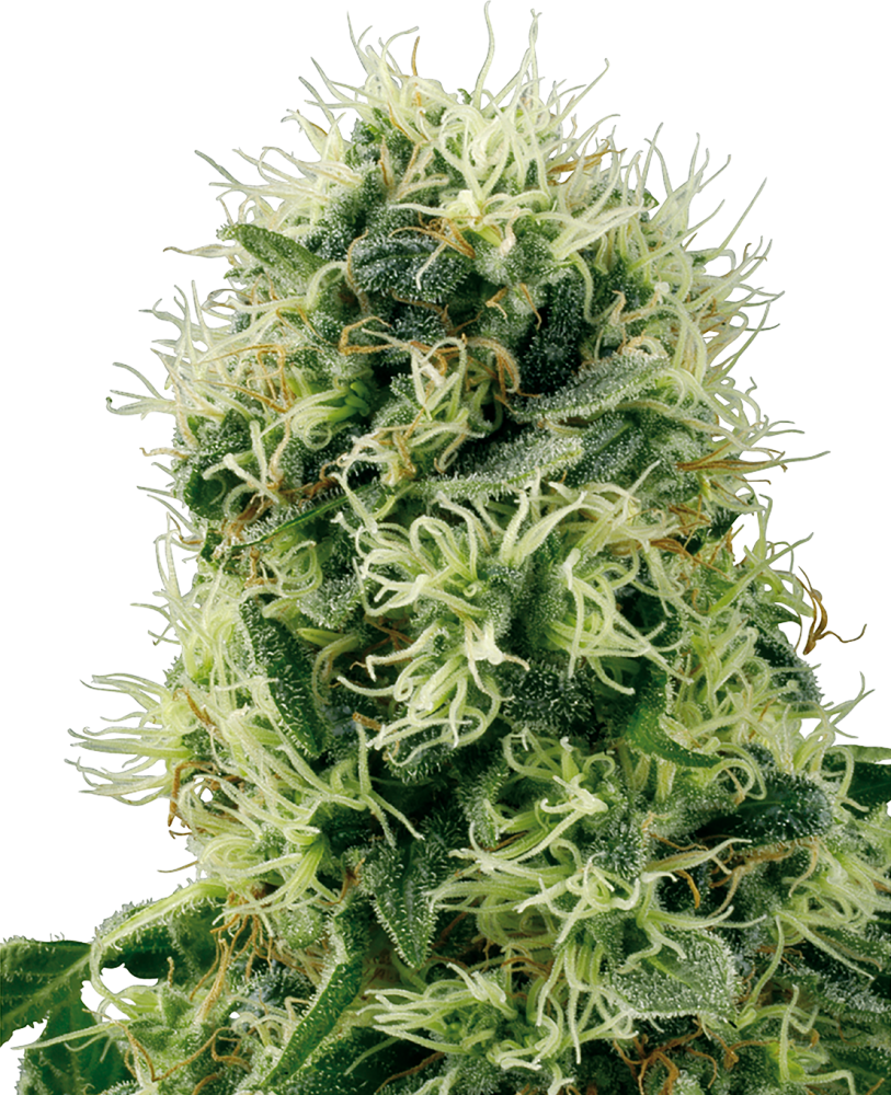 Sensi Seeds Graines de Cannabis Pure Power Plant Féminisées de White Label, 3-10 Pièces