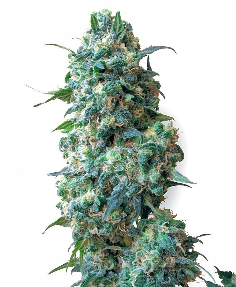 Sensi Seeds Cannabis Seeds Afghan Kush Regular by White Label, 10 pieces