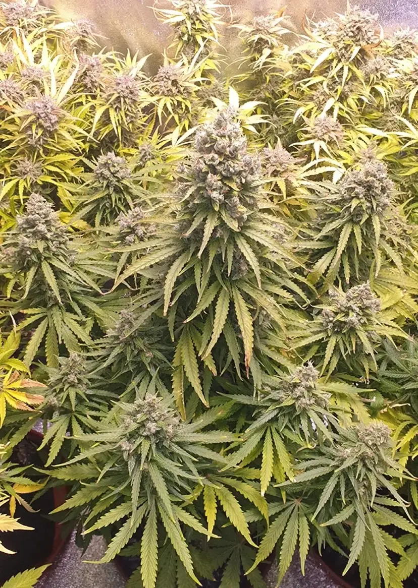 Dutch Passion Cannabiszaden Auto Lemon Kix® Autoflowering