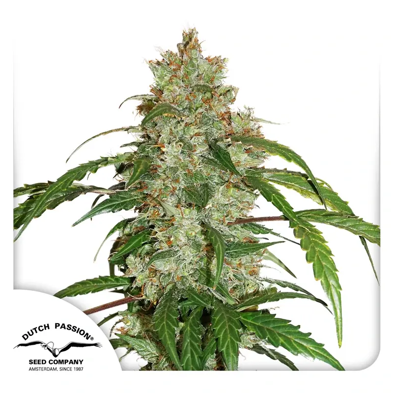 Dutch Passion Graines de Cannabis CBD Auto White Widow Autofloraison