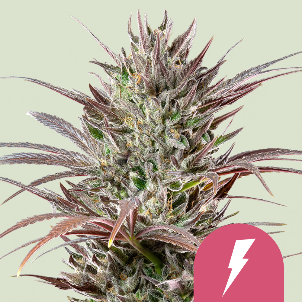 Royal Queen Seeds Cannabis Seeds North Thunderfuck Feminized