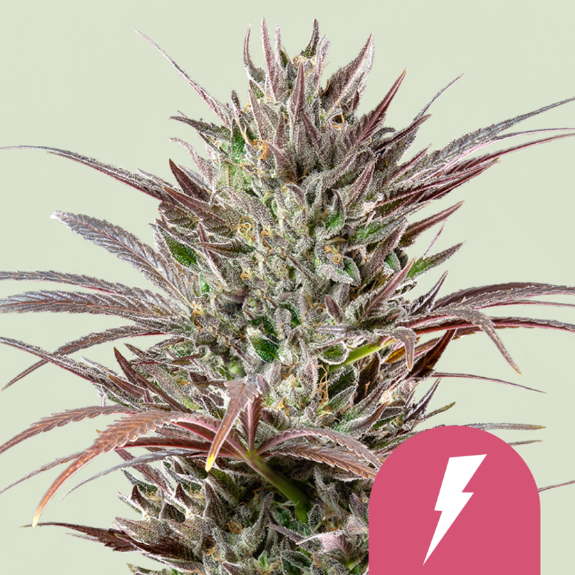Royal Queen Seeds Cannabis Seeds North Thunderfuck Feminized