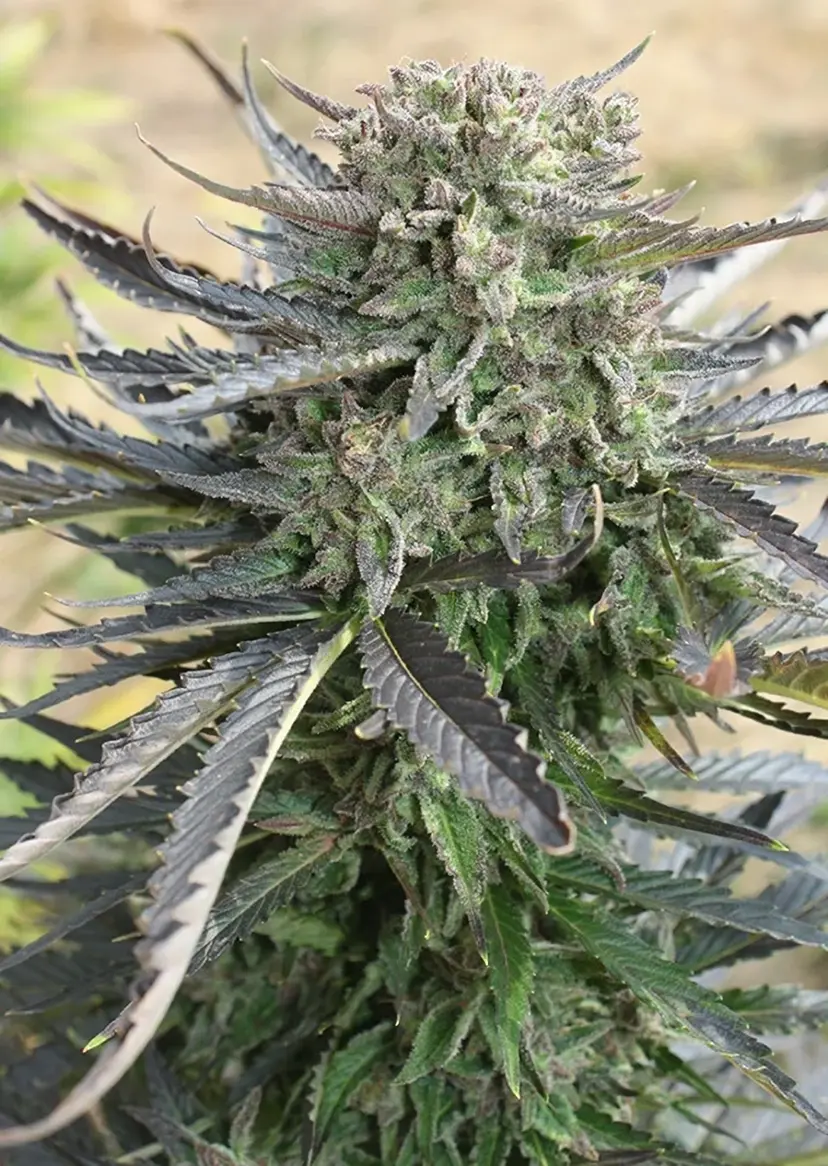 Dutch Passion Cannabiszaden Blue Auto Mazar® Autoflowering