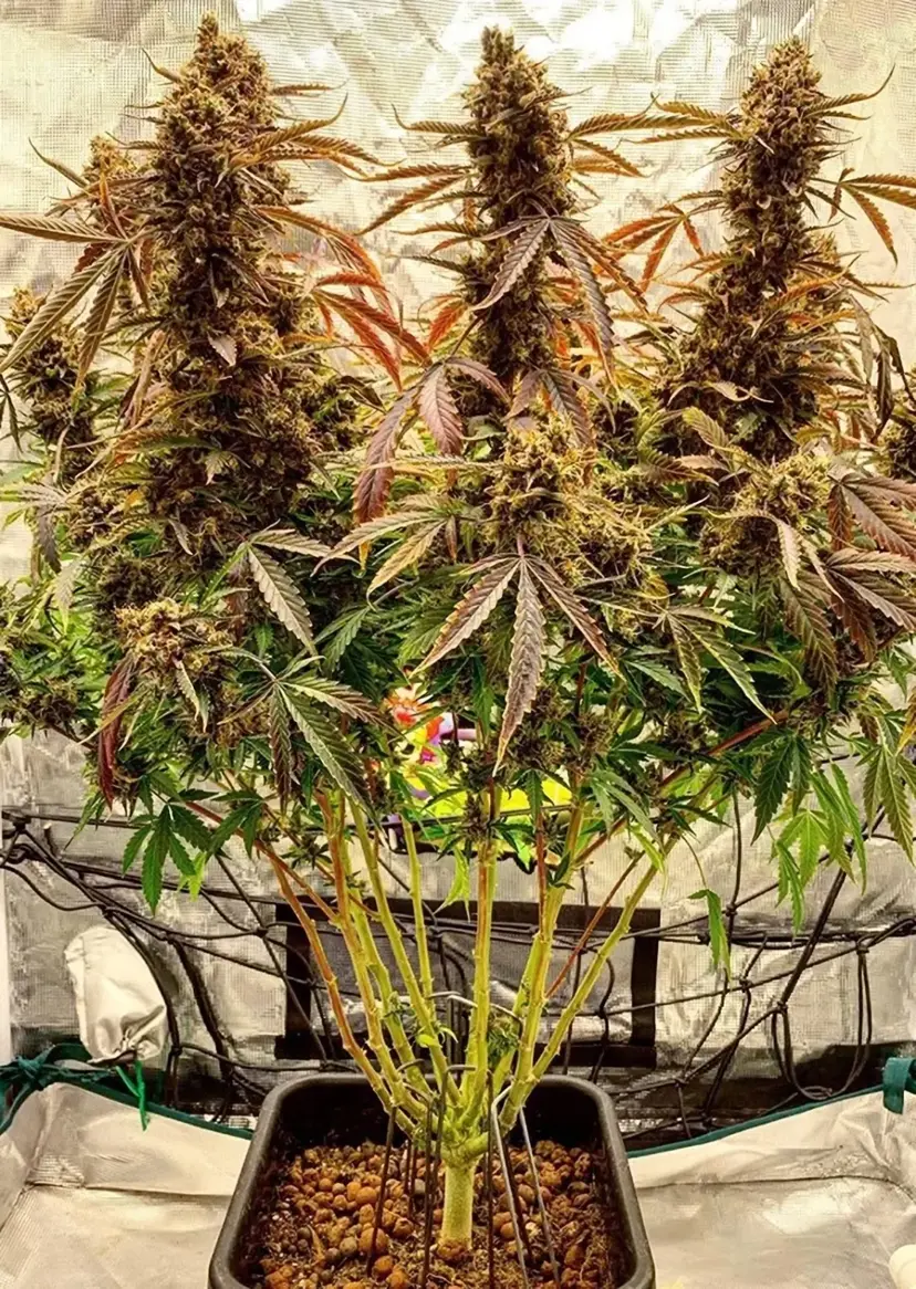 Dutch Passion Cannabiszaden Auto Power Plant Autoflowering