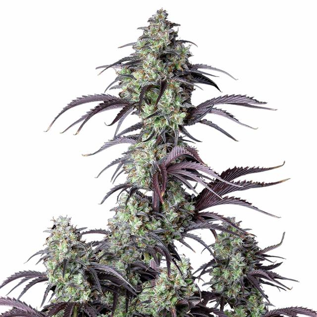 Mimosa Cake Auto